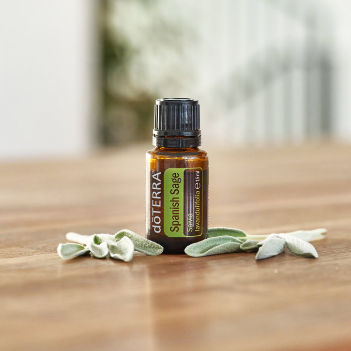 Spanish Sage (Spanischer Salbei)